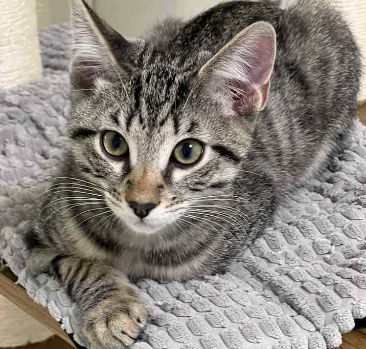 Photo of OLLIE