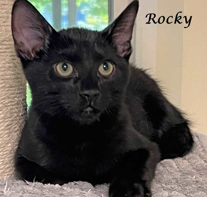 Photo of ROCKY