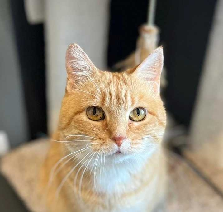 Photo of Sweet Potato