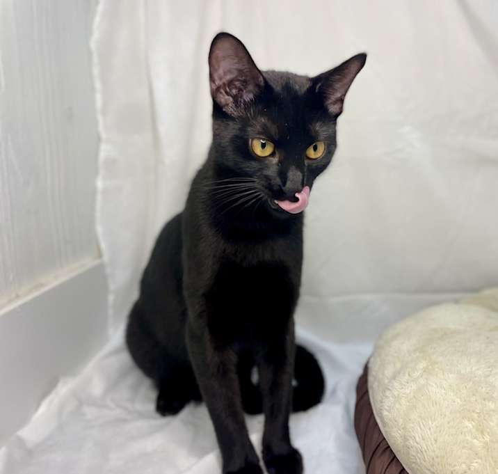 Photo of Plum