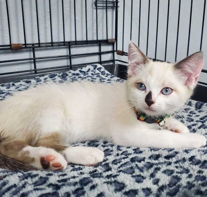 Photo of Boop