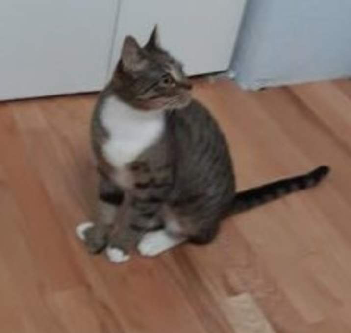 Photo of Piper
