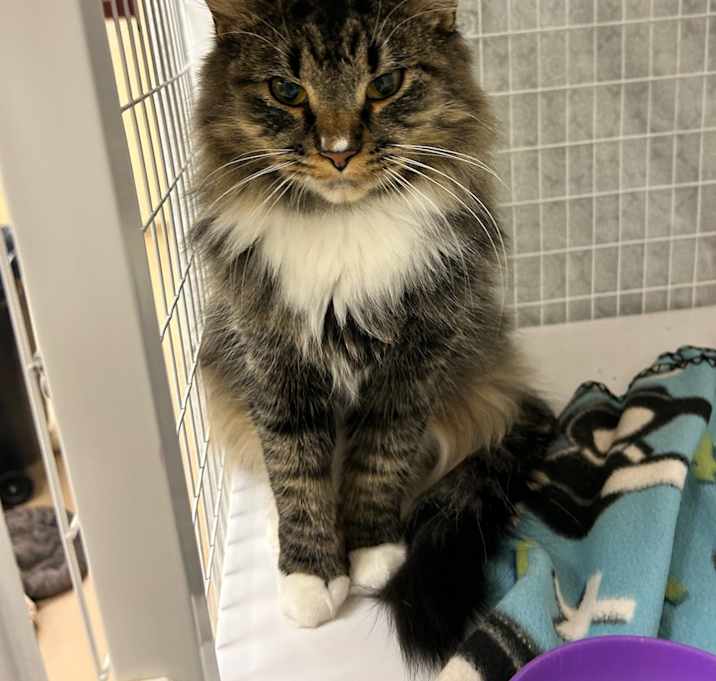 Photo of Nala