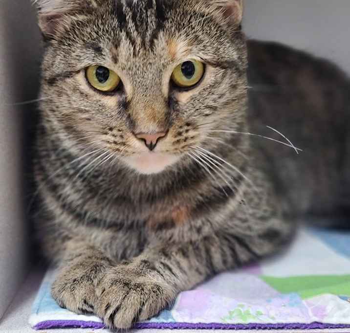 Photo of Molly (must go with Rusty) - fee sponsored