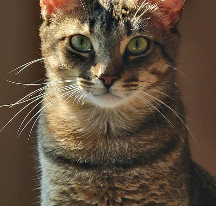 Photo of Rusty (must go with Molly) - fee sponsored