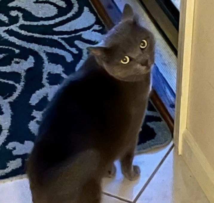 Photo of zz 'Winnie' courtesy listing