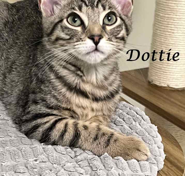 Photo of DOTTIE