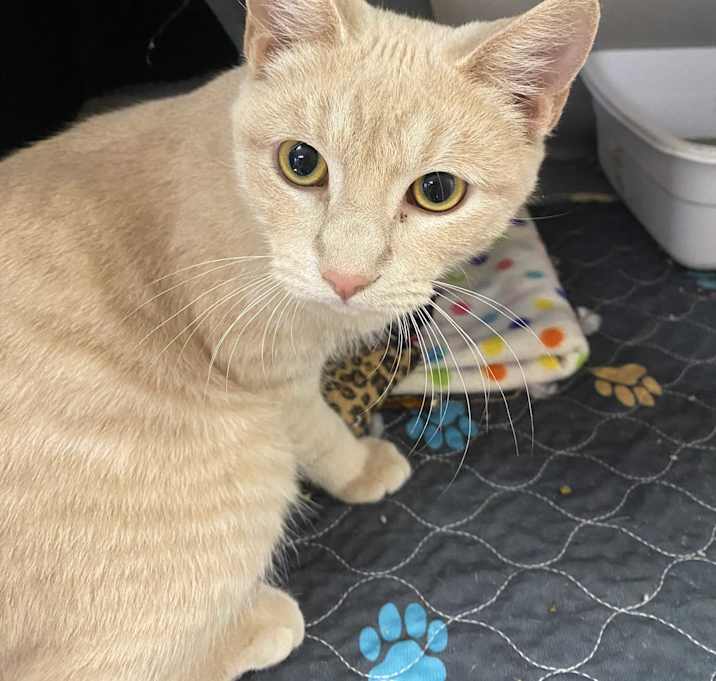 Photo of Lemon
