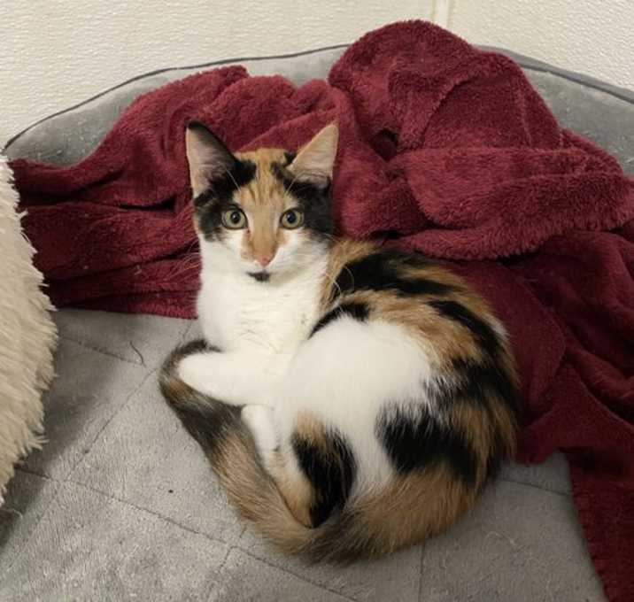 Photo of Martini