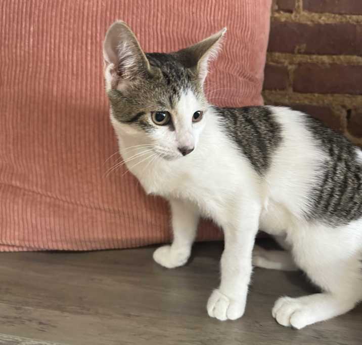 Photo of Kit
