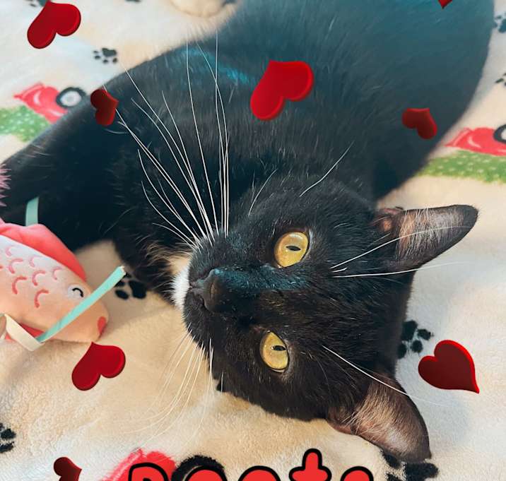 Photo of Boots