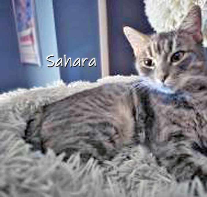 Photo of Sahara