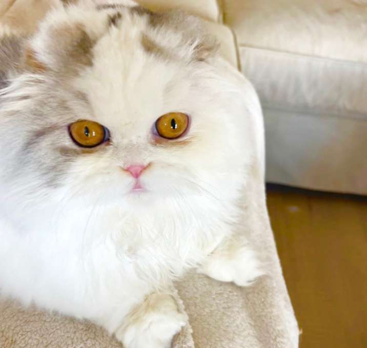 Photo of Sweet William