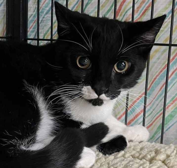 Photo of Cosmo