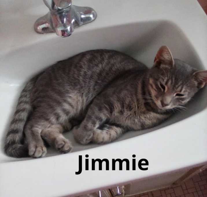 Photo of Jimmy- kitten- playful social