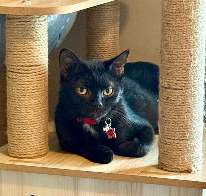Photo of Chai