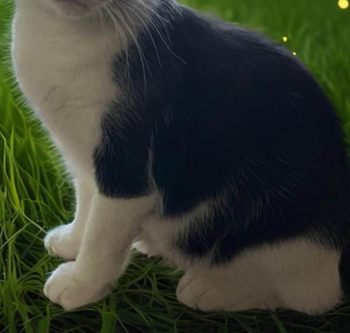 Photo of Oreo
