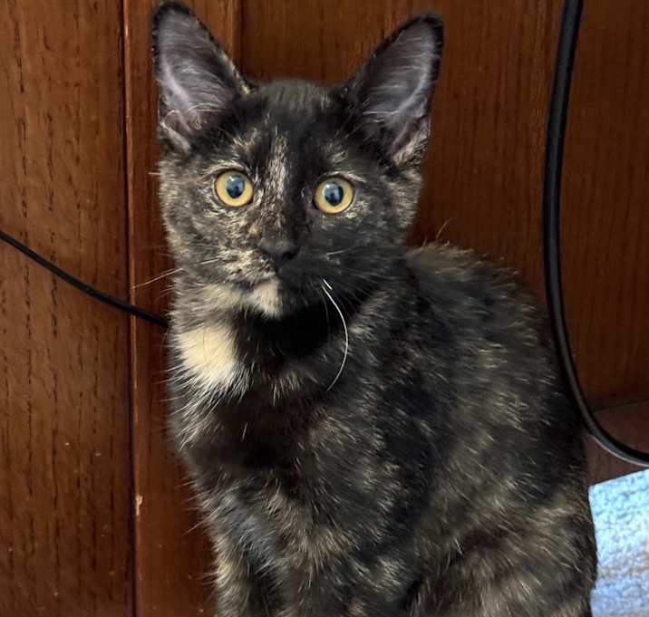Photo of Rosie