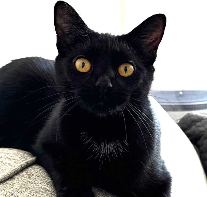 Photo of Shadow