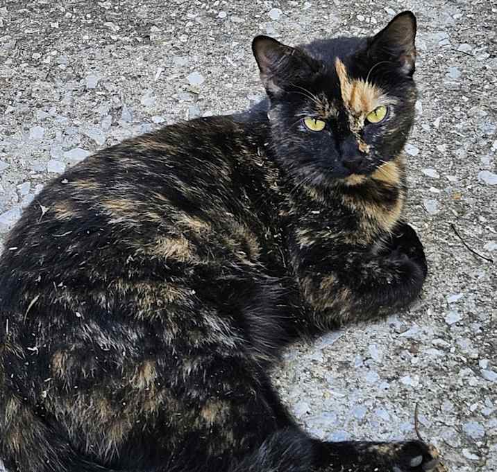 Photo of SnickerDoodle