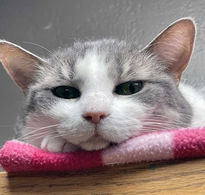 Photo of Gracie