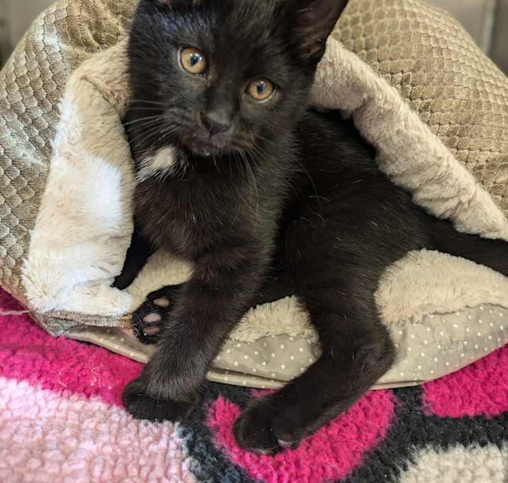 Photo of Tater Tot