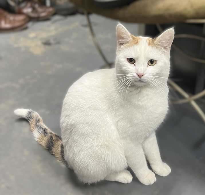 Photo of Lily