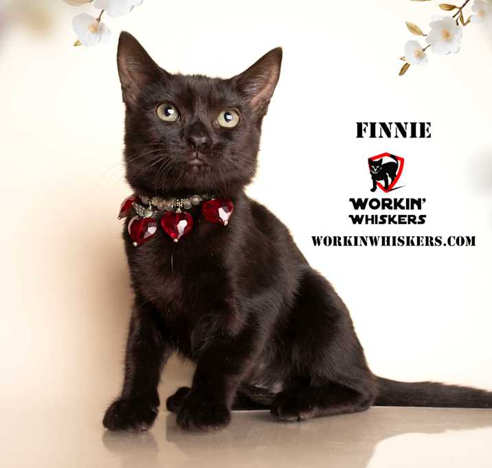 Photo of FINNIE