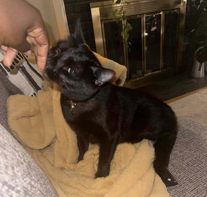 Photo of Gizmo