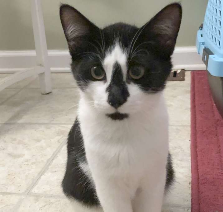 Photo of Figaro