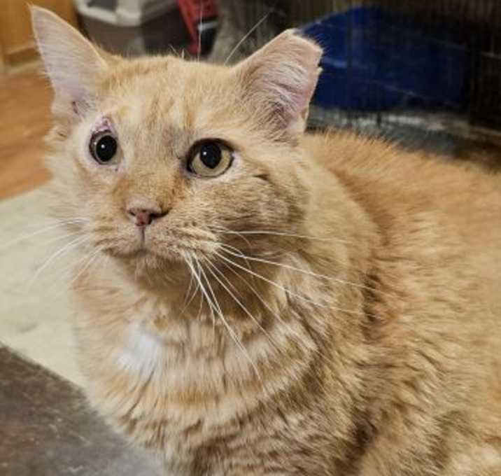 Photo of Creampuff