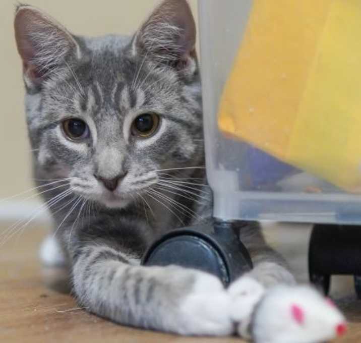 Photo of Athena