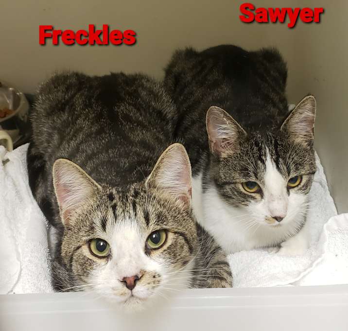 Photo of Freckles and Sawyer
