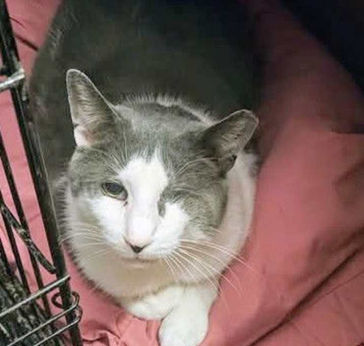 Photo of Taz