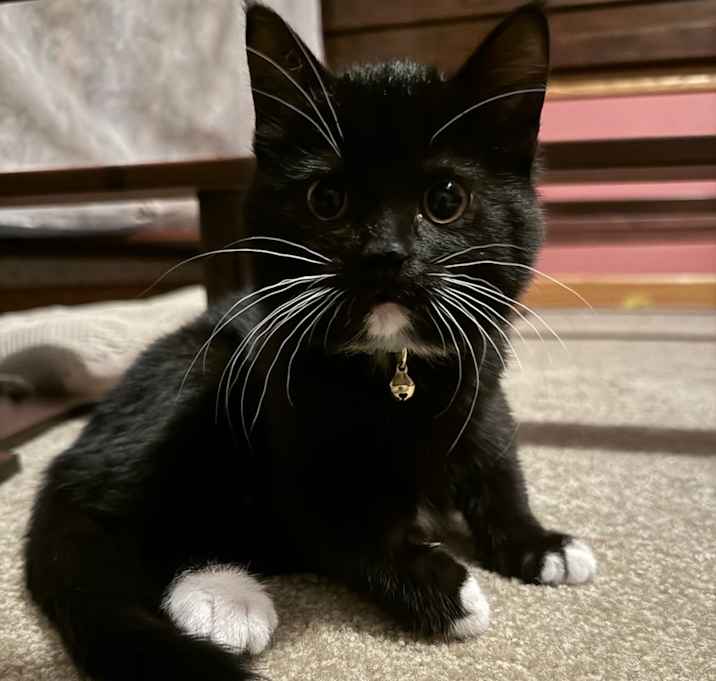 Photo of Choco