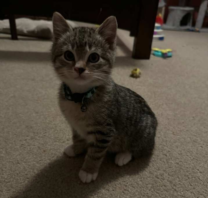 Photo of Flan