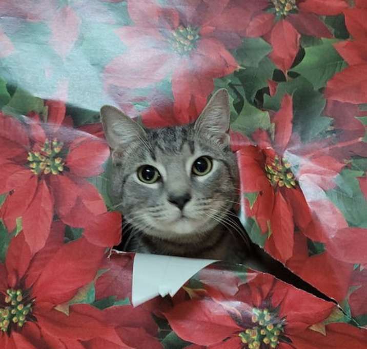 Photo of Charlie PENDING ADOPTION