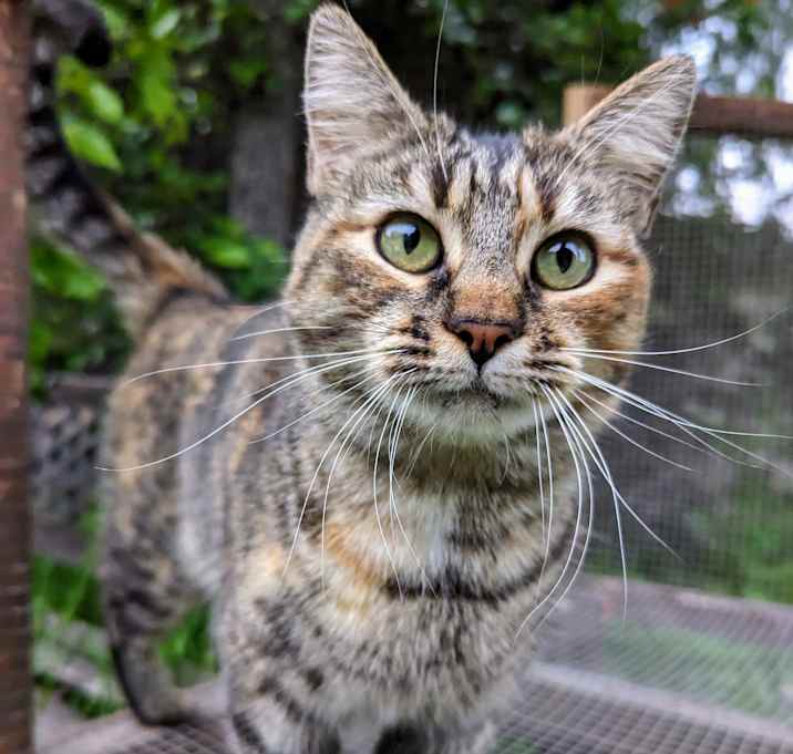 Photo of Mango