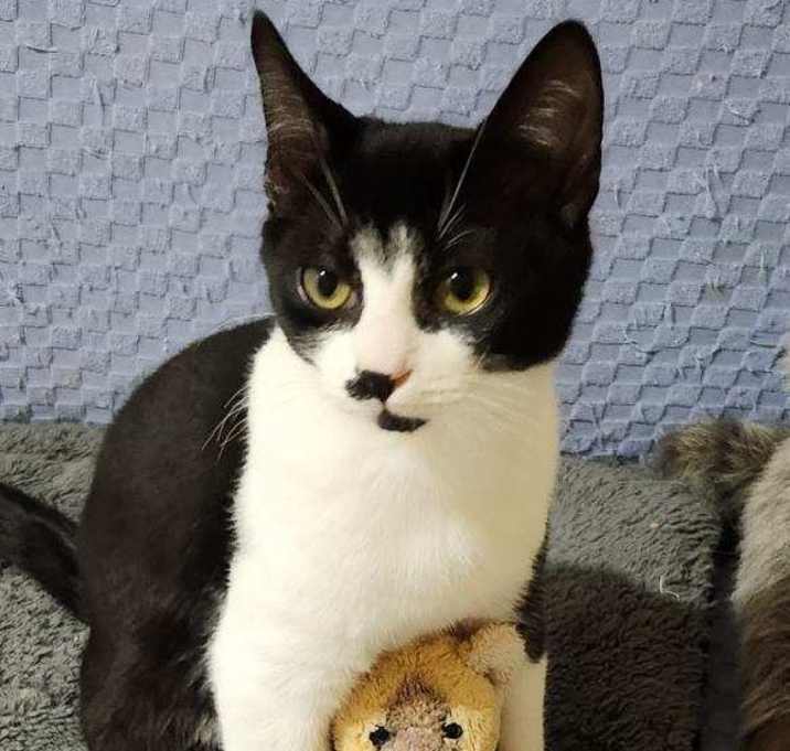 Photo of Bentley (bonded with Falcon)