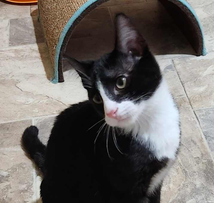 Photo of Falcon (bonded with Bentley