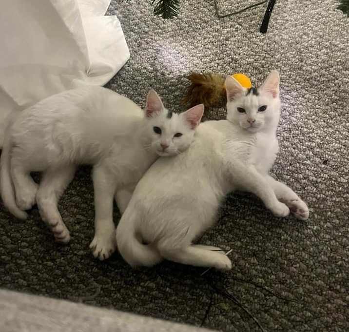 Photo of olaf