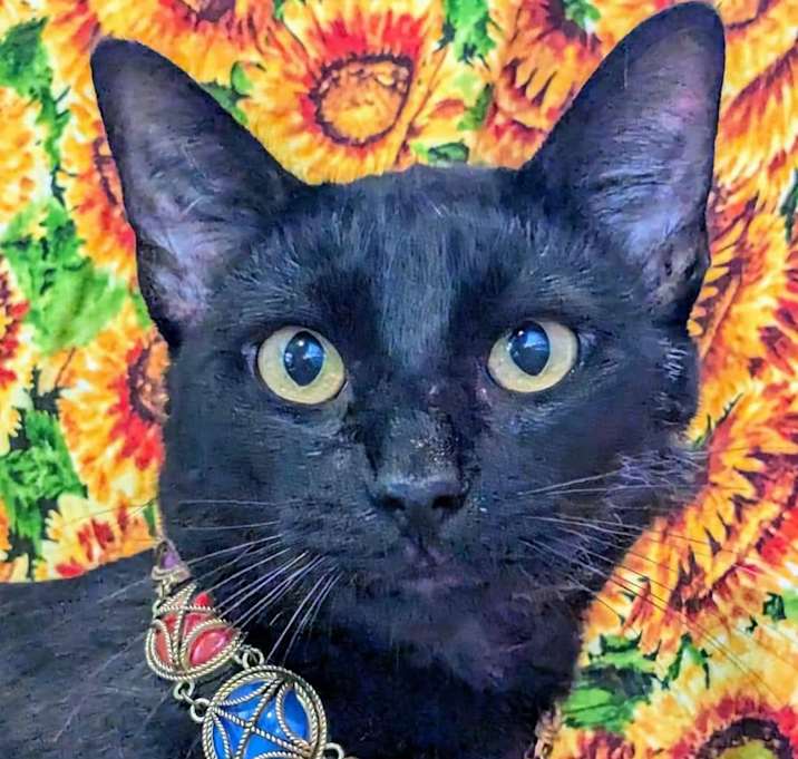 Photo of Rafiki