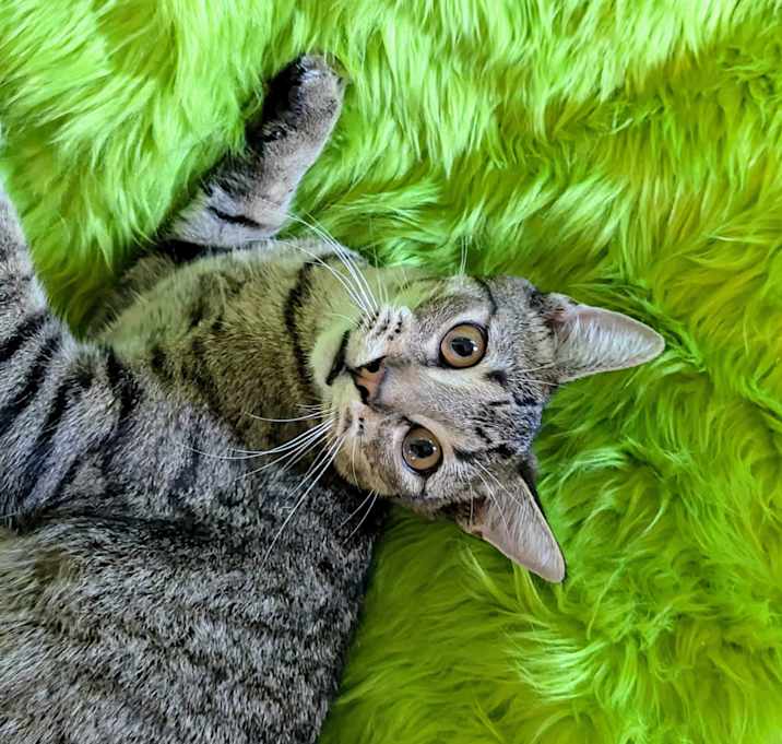 Photo of Kuzko