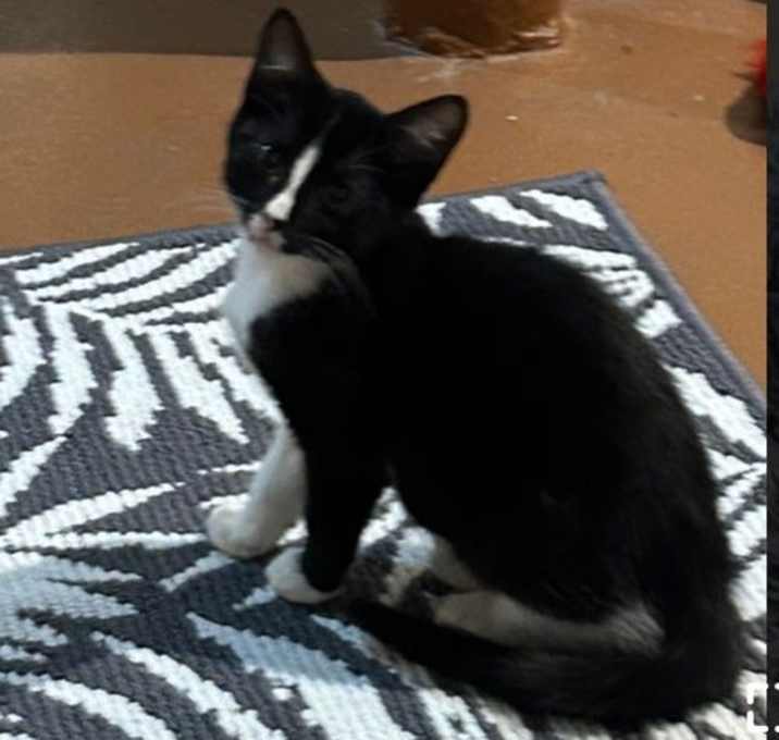Photo of BLAZE