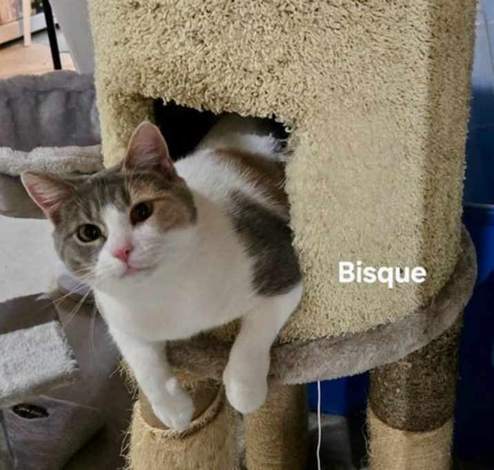 Photo of Bisque