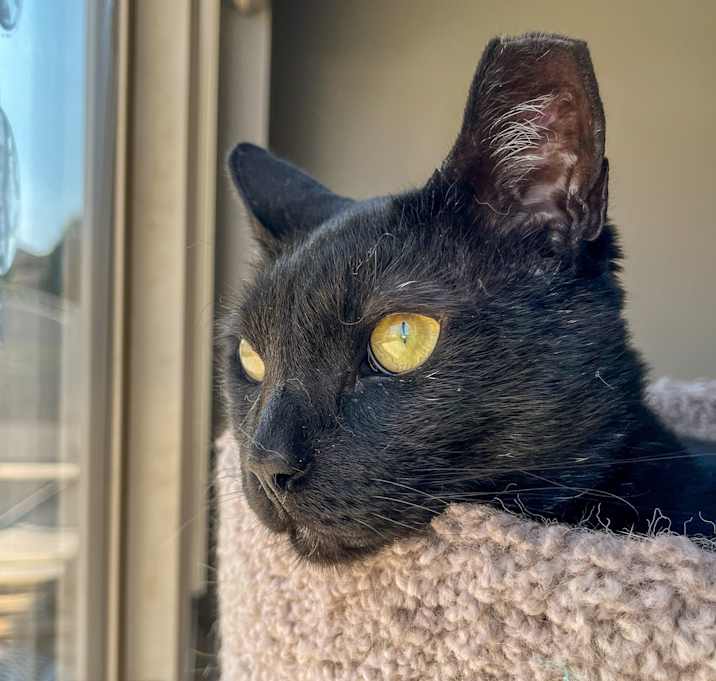 Photo of Watson