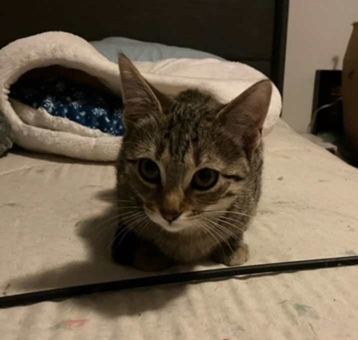 Photo of Amelia (very shy)