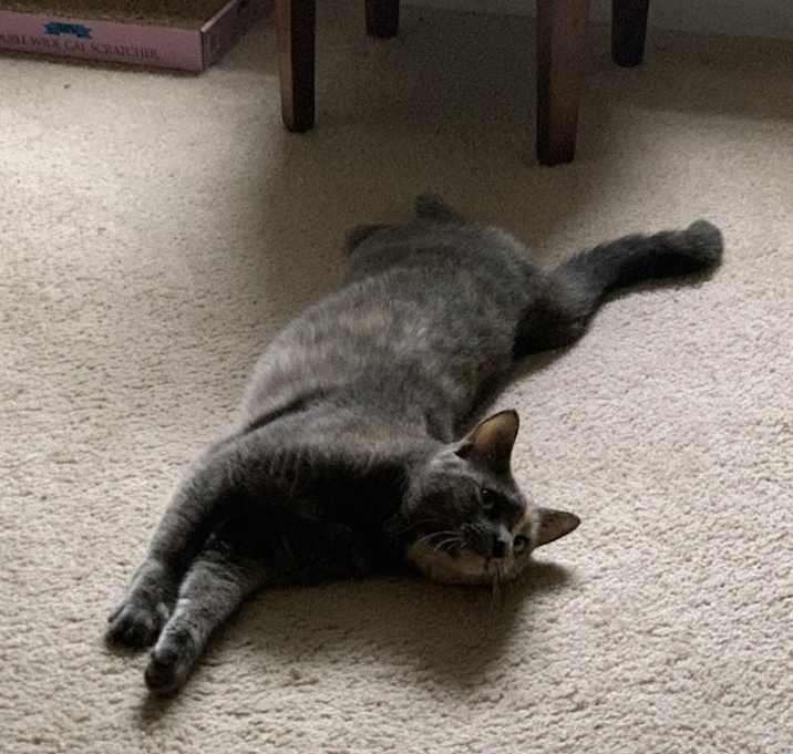Photo of Abby