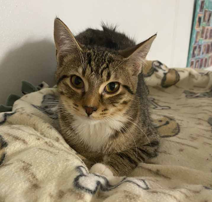 Photo of Bluey