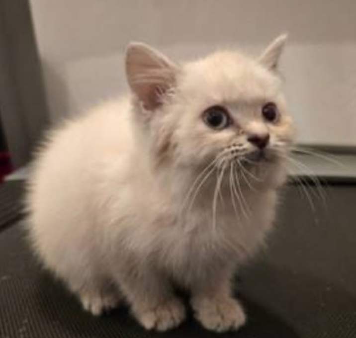 Photo of Snowball